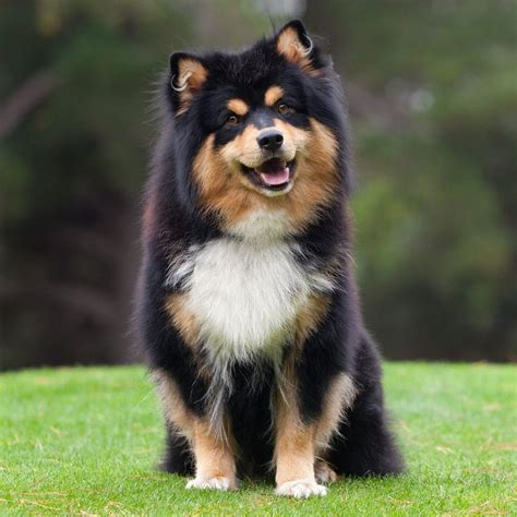 finnish lapphund wiki